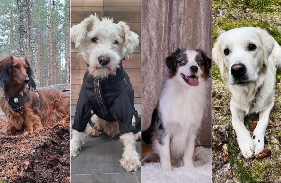 Asher, Martti, Sulo ja Tytti ovat vuoden koiraulkoiluystävät