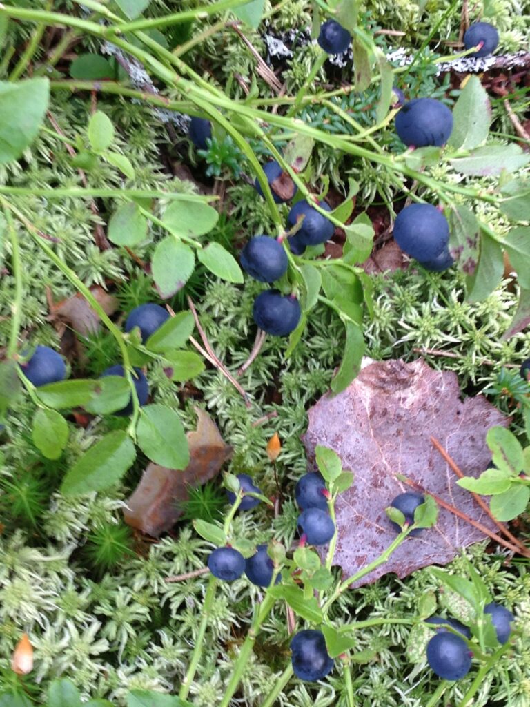 Mustikanvarpuja metsässä, alla sammalta.