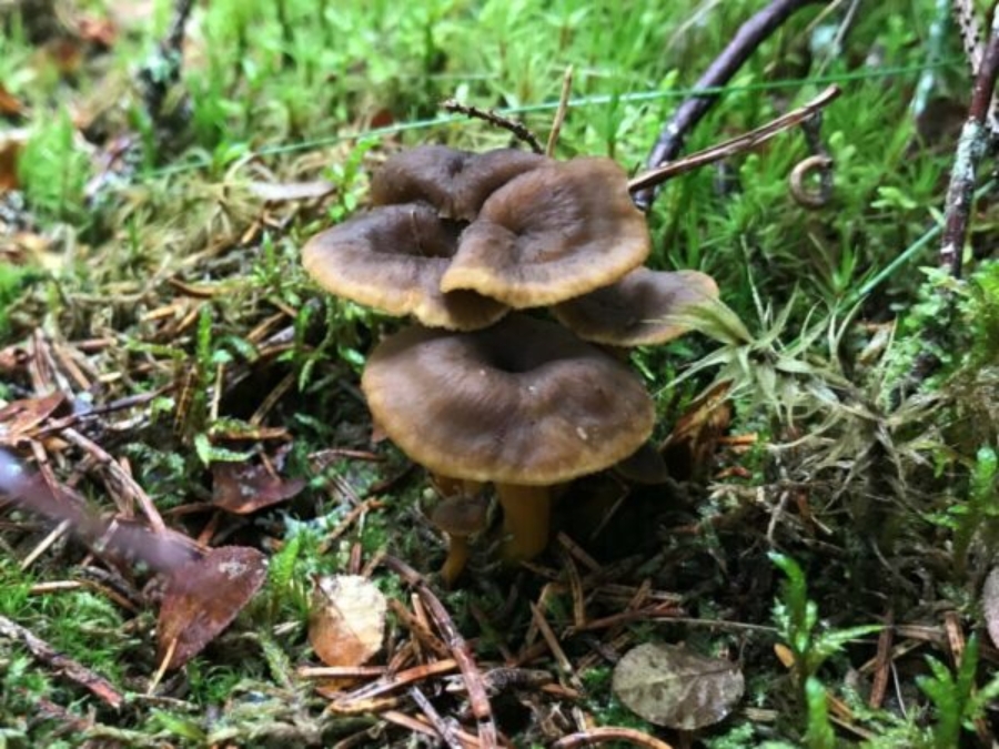 Sieniretki